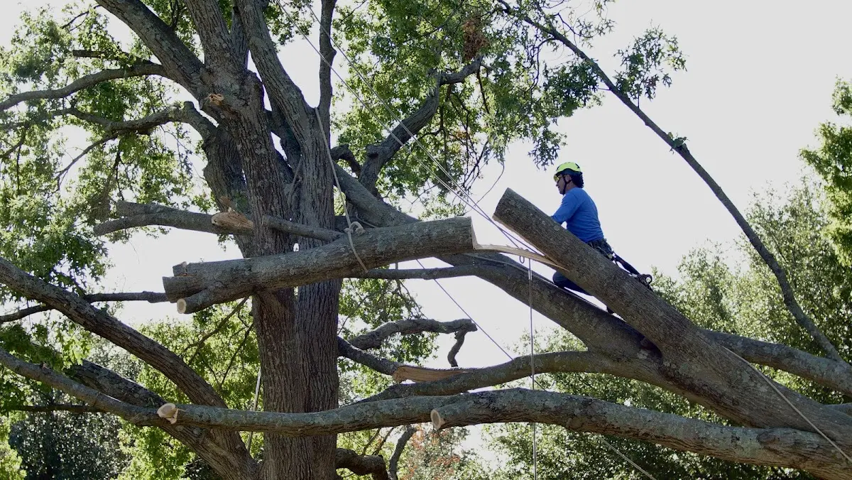 Professional Crown Thinning performed by certified arborists in Bath